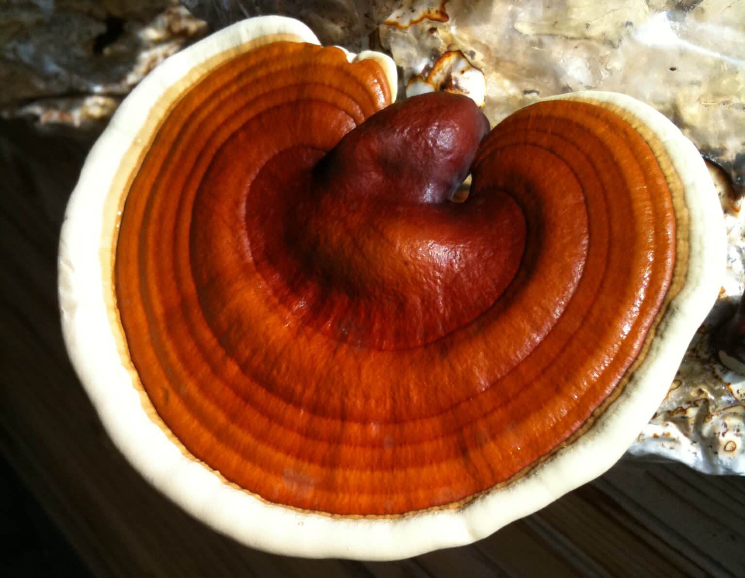 Ganoderma Lucidum: Una maravillosa seta.